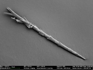 A highly-magnified black-and-white image of a single browntail moth hair, or barb, with jagged points stemming from a central column