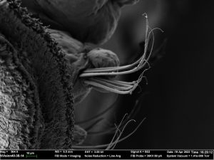 A black and white heavily magnified image of hooks on a polychaete worm. The worm is mostly a mottled texture, with fine hooks protruding and pointing upwards.