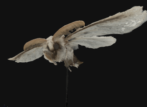 Photogrammetric image of a browntail moth by UMaine Phd student Devin Rowe 2023