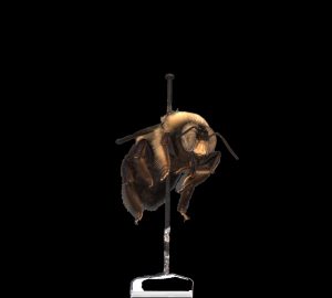 Photogrammetric image of a bee by UMaine PhD student Devin Rowe 2023